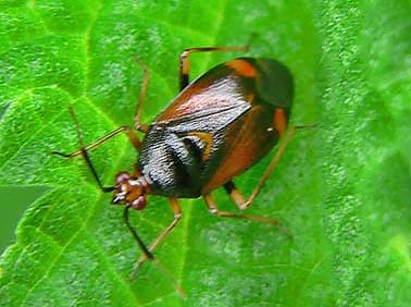 Deraeocoris_ruber050705